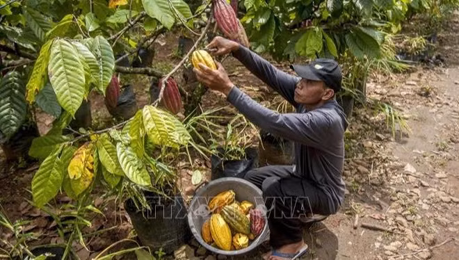 Nông dân thu hoạch quả ca-cao tại Yogyakata, Indonesia. (Ảnh: THX/TTXVN)