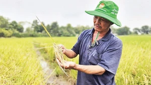 Nông dân Tây Ninh trồng lúa sạch, hiệu quả kinh tế cao.
