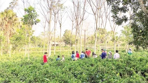 Những mô hình du lịch sinh thái như Trang trại đồng quê Ba Vì ngày càng được du khách ưa chuộng.