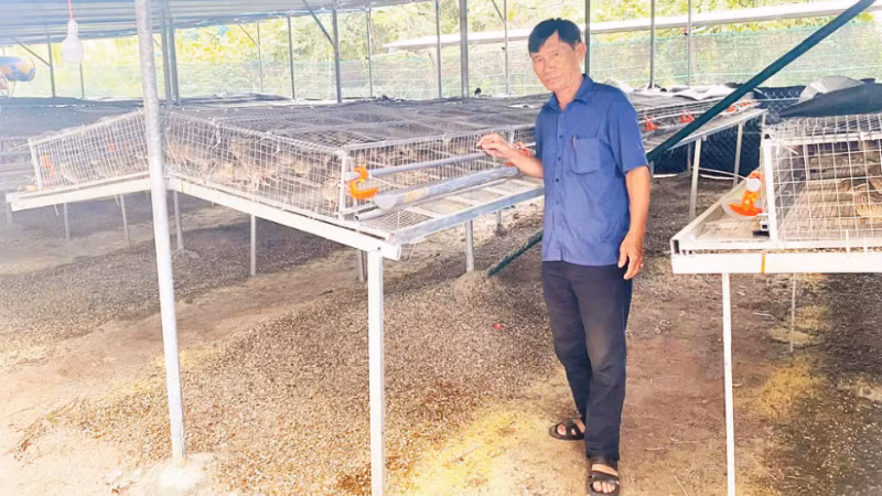 Ông Võ Văn Vũ kiểm tra khu vực đang nuôi 5.000 con chim cút để lấy trứng