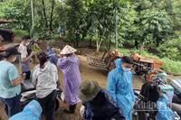 Cơ quan chức năng đưa đàn lợn bị nhiễm bệnh đi tiêu hủy. 