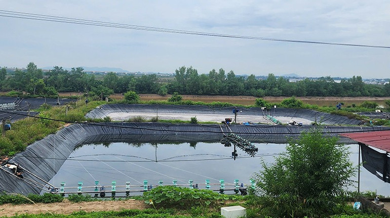 Ao nuôi thả thủy sản ở Thanh Hóa. 2.jpg