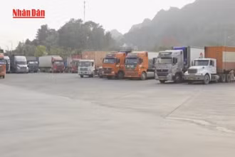 [Video] Hoạt động thông quan xuất nhập khẩu không bị ảnh hưởng bởi bão số 3
