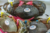 Vị thế con cua ở Cà Mau chỉ đứng thứ 2 sau con tôm.