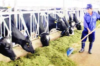 Trang trại nuôi bò sữa của doanh nghiệp tại xã Đơn Dương, tỉnh Lâm Đồng được đầu tư hiện đại.