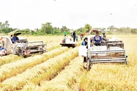 Ứng dụng máy móc thu hoạch lúa trong vụ hè thu 2025 tại xã Mỹ Thành, tỉnh Đồng Tháp. 