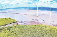 Cánh đồng điện gió tại vùng ven biển phường Hiệp Thành, tỉnh Cà Mau. 