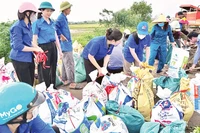 Đoàn viên, thanh niên tình nguyện xã Nam Phù cùng lực lượng chức năng và người dân đắp bao tải cát chắn nước từ sông Hồng tràn vào các thôn.