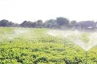 Nông dân xã Hiệp Mỹ, áp dụng mô hình tưới nhỏ giọt, tiết kiệm nước trong sản xuất nông nghiệp. 