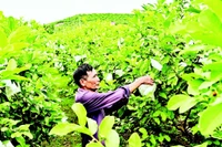 Vườn ổi rộng hàng héc-ta giữa thung lũng xã Phúc Hòa, tỉnh Bắc Ninh. (Ảnh BẢO LONG)