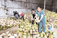 Dừa hữu cơ là một trong ba loại cây trồng chủ lực của tỉnh Vĩnh Long.