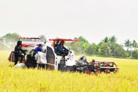 Nông dân xã Mỹ Thành, tỉnh Đồng Tháp thu hoạch lúa đông xuân 2025-2026.