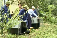 Cán bộ, nhân viên Trung tâm Cứu hộ, bảo tồn và phát triển sinh vật thả 2 cá thể chim Hồng Hoàng về môi trường tự nhiên.