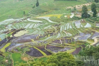 Ruộng bậc thang Hà Nhì Nguyên Dương. 