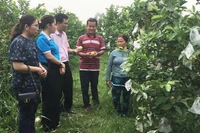 Cán bộ Ngân hàng Chính sách xã hội chi nhánh Cần Thơ động viên hộ vay vốn phát triển kinh tế vườn ở huyện Thới Lai.