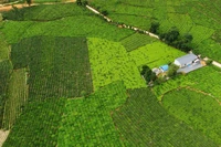 Những nương chè xanh mướt của Bản Lầu.