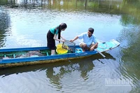 Đặt ngư cụ thu hoạch cua biển được nuôi xen canh trong vuông tôm ở vùng mặn Cà Mau.