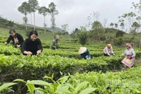 Thu hái chè ở Lào Cai. (Ảnh: THANH SƠN)