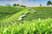 Bộ Công thương đã chủ động triển khai đồng bộ nhiều biện pháp để tháo gỡ khó khăn cho hoạt động xuất khẩu chè của Việt Nam. (Ảnh minh họa: THẾ BÌNH)