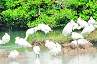 Nhiều loài chim quý hiếm chọn Vườn quốc gia Xuân Thủy là nơi dừng chân trong hành trình di cư.