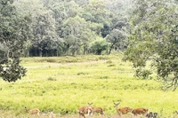 Đàn hươu sao được nuôi trong môi trường bán hoang dã.