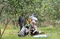 Thu hoạch bưởi tại vườn bưởi Diễn, Hà Nội. (Ảnh: HNV)