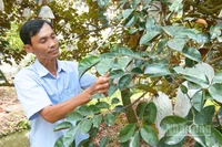 Nông dân kiểm tra vườn vú sữa được cấp mã số vùng trồng.