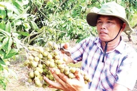 Nông dân xã Tân Hưng, tỉnh Hưng Yên được mùa nhãn.