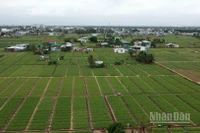 Sản xuất nông nghiệp 2025 vượt khó để ghi nhận kết quả tích cực. (Ảnh: THUẬN NGUYỄN)