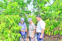 Cán bộ xã Mô Rai, tỉnh Quảng Ngãi (mới) hướng dẫn nông dân kỹ thuật chăm sóc cây cà-phê.