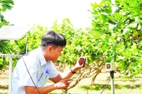 Ngành nông nghiệp Cần Thơ đưa ra nhiều khuyến cáo kỹ thuật đối với từng nhóm cây trồng.