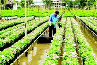 Chăm sóc hoa tại Tổ hợp tác hoa kiểng khóm Tân An.