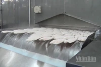 Sản phẩm thủy sản được đông lạnh để xuất khẩu.