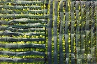 Làng trầu Vị Thủy, xã Vĩnh Thuận Đông, thành phố Cần Thơ, nhìn từ trên cao.