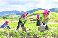 Người dân bản Háng Lìa A chăm sóc cây khoai tây lần đầu tiên được trồng trên đất ruộng.