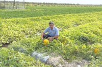 Phóng viên trên ruộng dưa hấu Tết của anh Nguyễn Tâm Trí, ngụ ấp Hưng Nghĩa, xã Tân Lược, tỉnh Vĩnh Long. 