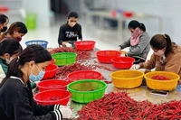 Lao động có thu nhập gia tăng đáng kể trong thời gian qua. (Ảnh: HNV)