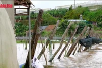 [Video] Mưa lũ gây thiệt hại nặng cho vựa rau lớn nhất Lâm Đồng