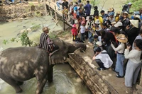 Đông đảo du khách đến tham quan, vui chơi tại Trung tâm du lịch cầu treo Buôn Đôn.