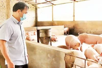 Cán bộ kiểm tra tại một cơ sở chăn nuôi bị ảnh hưởng do mưa lũ. (Ảnh BÁ HOÀNG)