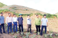 Lãnh đạo xã Búng Lao đánh giá hiệu quả mô hình trồng cây dứa mật tại bản Hồng Sọt.