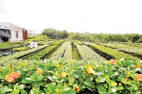 HTX hoa kiểng Tân Quy Đông, phường Sa Đéc (tỉnh Đồng Tháp) cung cấp nhiều dịch vụ, nhất là vật tư ngành hoa kiểng với giá rẻ hơn thị trường và liên kết tiêu thụ, tạo đầu ra ổn định cho thành viên. Ảnh: Khiếu Minh