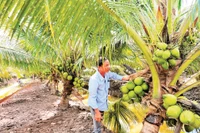 Tỉnh Vĩnh Long tập trung phát triển vườn dừa hữu cơ phục vụ nhu cầu trong nước và xuất khẩu.