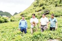 Lãnh đạo UBND huyện Sìn Hồ thăm vườn cây dược liệu tại xã Phăng Sô Lin. Ảnh Báo Lai Châu