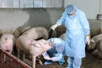 Phòng chống dịch tả lợn châu Phi một cách hiệu quả. (Ảnh: PV)