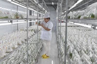 Giống cấy mô tại Hợp tác xã Nông nghiệp công nghệ cao Kim Phát.