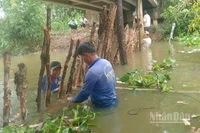 Người dân xã Mỹ Thành, tỉnh Đồng Tháp chủ động đắp đập tạm để bảo vệ vườn cây ăn trái của mình khi triều cường dâng cao.