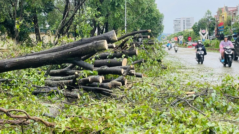 Đến đầu giờ chiều 26/8, cơ bản cây xanh bị đổ gãy dọc các tuyến đường ở địa bàn thành phố Vinh cũ đã được cắt dọn để phương tiện giao thông lưu thông thuận lợi. z6946933678346-85663bc240d5748eebfc4854c21c4ac8-7984.jpg