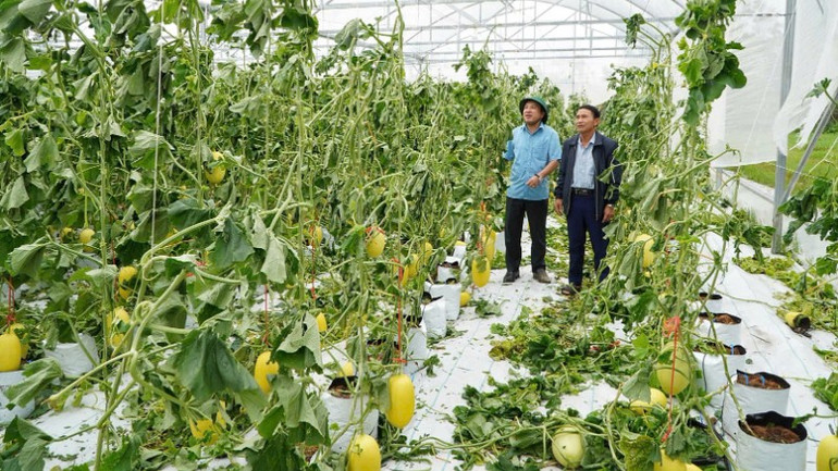 Vườn dưa của gia đình ông Nguyễn Xuân Nhường, ở xóm 4, xã Đông Lộc bị thiệt hại nặng nề. z6947698506253-4de692b890135a49e5bf4764c68578b9-9928.jpg