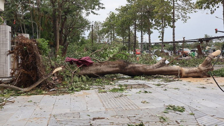 Hàng loạt cây xanh trên Đại lộ V. I. Lênin bị gió quật đổ. img-8333-7147.jpg